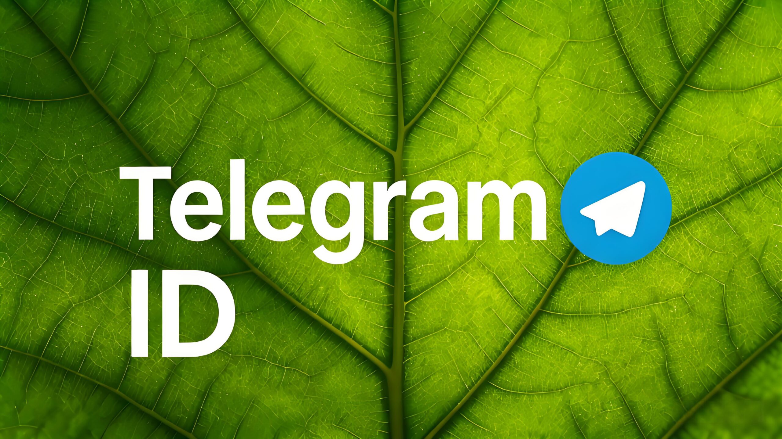 新手必读：Telegram ID全方位解析